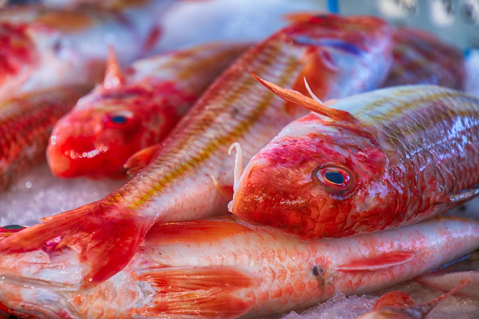 fish-4582658_960_720.jpg Capturando Recuerdos: La Magia de las Sesiones Fotográficas a Domicilio en Cabo San Lucas | Fotografía Profesional y Momentos Especiales en Baja California Sur