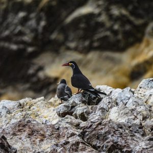 inca-tern-3664083_960_720.jpg Aquí tienes algunas sugerencias de títulos atractivos e informativos para artículos sobre acción ciudadana y liderazgo comunitario en Cabo San Lucas: | Liderazgo Ciudadano y Transformación en Baja California Sur