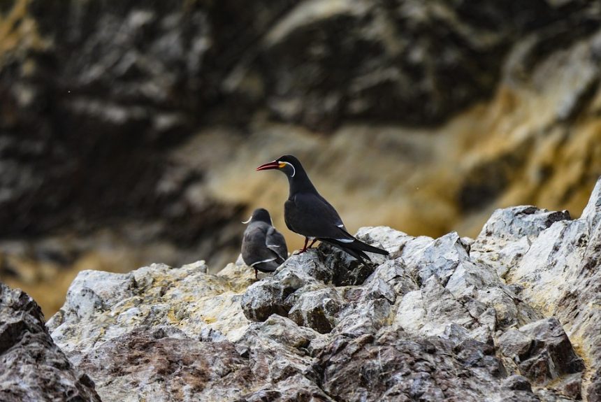 inca-tern-3664083_960_720.jpg Aquí tienes algunas sugerencias de títulos atractivos e informativos para artículos sobre acción ciudadana y liderazgo comunitario en Cabo San Lucas: | Liderazgo Ciudadano y Transformación en Baja California Sur
