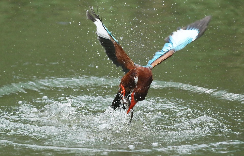 kingfisher-4396488_960_720.jpg Captura el Encanto: Consejos de Fotografía Profesional en Cabo San Lucas | Fotografía Profesional y Momentos Especiales en Baja California Sur