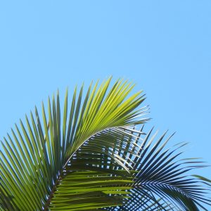 leaves-2646517_960_720.jpg Nuevas Estrategias en Investigación Delictiva: Protegiendo a Cabo San Lucas | Seguridad en Baja California Sur