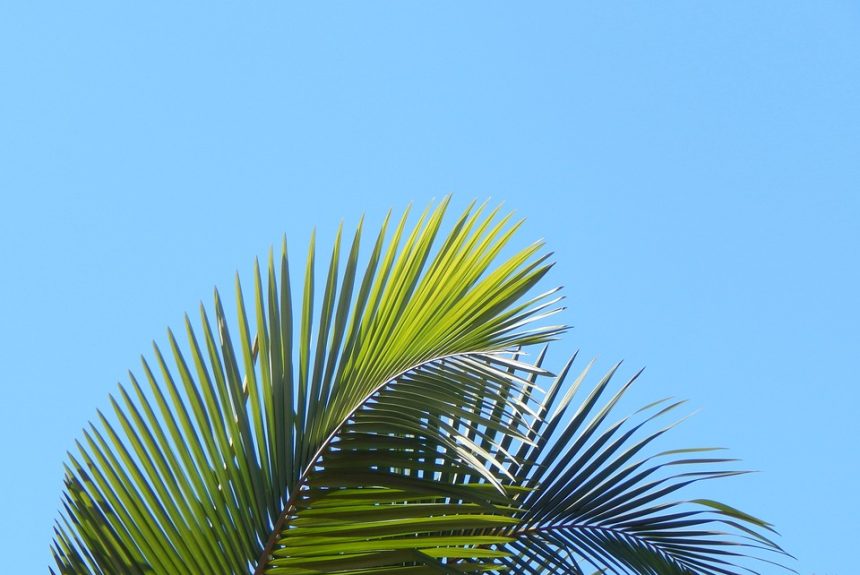 leaves-2646517_960_720.jpg Nuevas Estrategias en Investigación Delictiva: Protegiendo a Cabo San Lucas | Seguridad en Baja California Sur