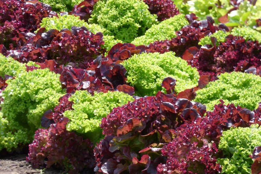 lettuce-1580674_960_720.jpg Transforma tus Imágenes: Técnicas de Iluminación para Fotografía Profesional en Cabo San Lucas | Fotografía Profesional y Momentos Especiales en Baja California Sur