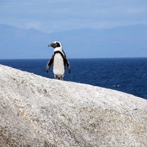 Cabo San Lucas a Través de la Cámara: Retratando Su Belleza | Fotografía Profesional y Momentos Especiales en Baja California Sur