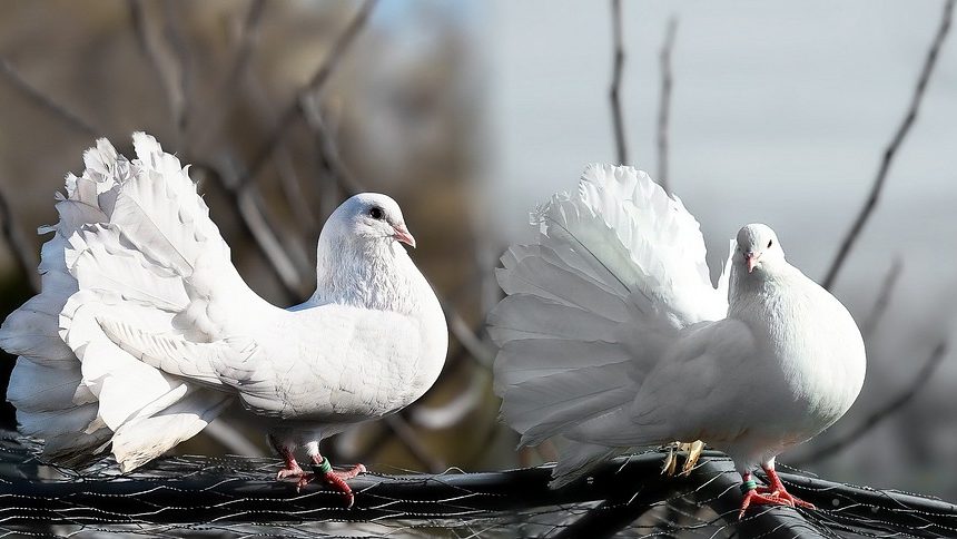 pigeons-1355123_960_720.jpg Imágenes que Atrapan: La Fotografía de Interiores en el Corazón de Los Cabos | Fotografía Profesional y Momentos Especiales en Baja California Sur