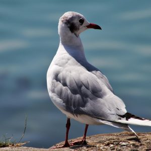 seagull-3648878_960_720.jpg Aquí tienes 10 títulos informativos y atractivos para artículos sobre investigación delictiva especializada, adecuados para la audiencia de Cabo San Lucas: | Seguridad en Baja California Sur