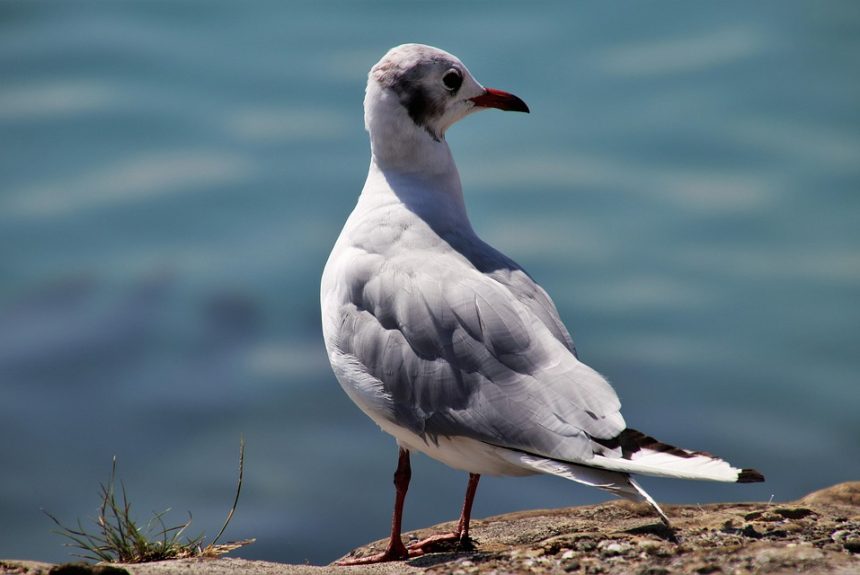 seagull-3648878_960_720.jpg Aquí tienes 10 títulos informativos y atractivos para artículos sobre investigación delictiva especializada, adecuados para la audiencia de Cabo San Lucas: | Seguridad en Baja California Sur