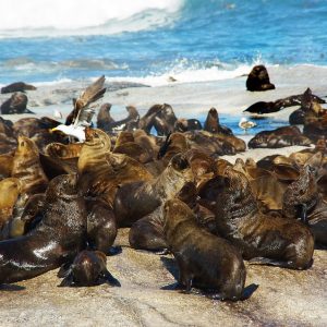 Cabo San Lucas: La Fuerza de la Ciudadanía en el Liderazgo Local | Liderazgo Ciudadano y Transformación en Baja California Sur