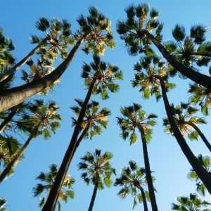 Del Sueño a la Realidad: Iniciativas Ciudadanas que Transforman Cabo San Lucas | Liderazgo Ciudadano y Transformación en Baja California Sur