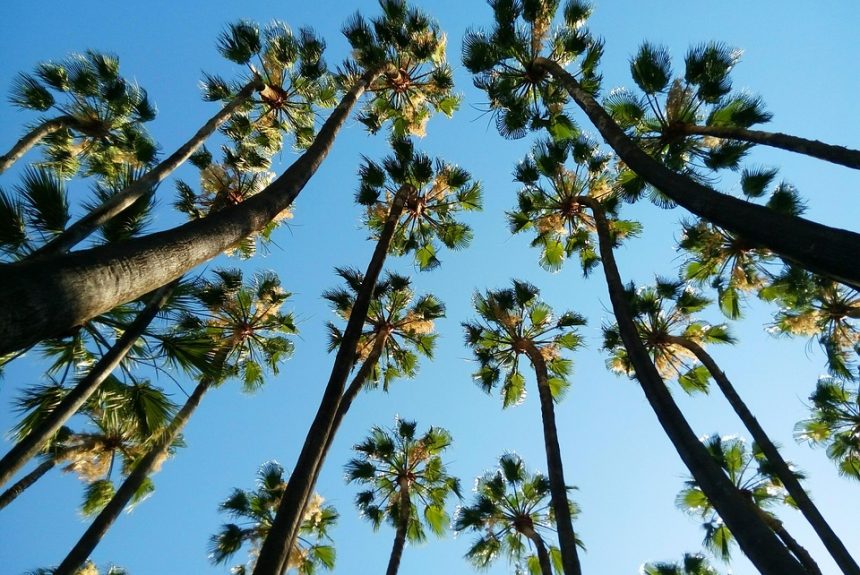 Del Sueño a la Realidad: Iniciativas Ciudadanas que Transforman Cabo San Lucas | Liderazgo Ciudadano y Transformación en Baja California Sur