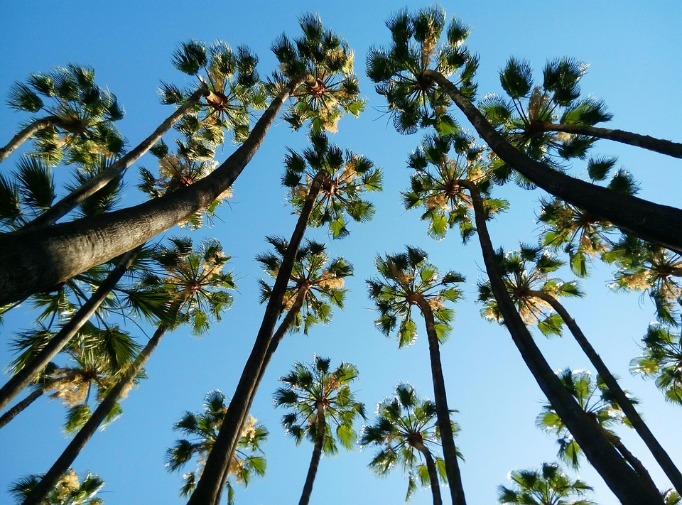 tropical-2459106_960_720.jpg Del Sueño a la Realidad: Iniciativas Ciudadanas que Transforman Cabo San Lucas | Liderazgo Ciudadano y Transformación en Baja California Sur