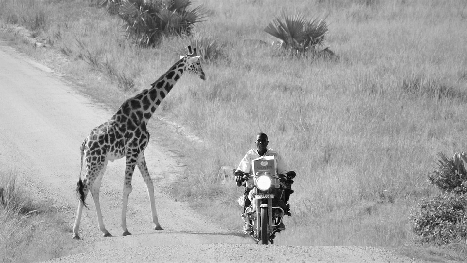 uganda-wildlife-5395484_960_720.jpg Bodas en Cabo: Cómo Elegir al Fotógrafo Perfecto para tu Gran Día | Fotografía Profesional y Momentos Especiales en Baja California Sur