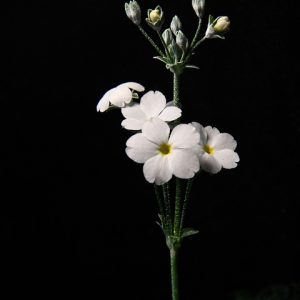 white-flowers-6944139_960_720.jpg El Papel del Especialista en Seguridad Comunitaria: Mejorando la Vida en Cabo San Lucas | Seguridad en Baja California Sur