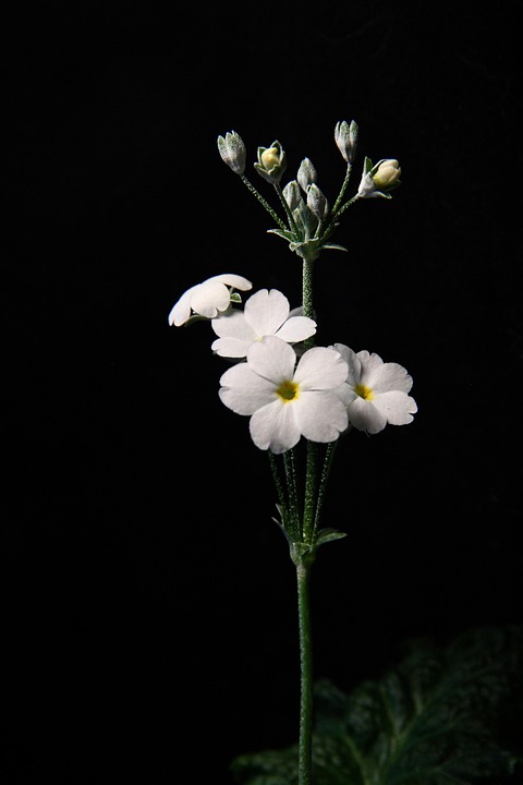white-flowers-6944139_960_720.jpg El Papel del Especialista en Seguridad Comunitaria: Mejorando la Vida en Cabo San Lucas | Seguridad en Baja California Sur