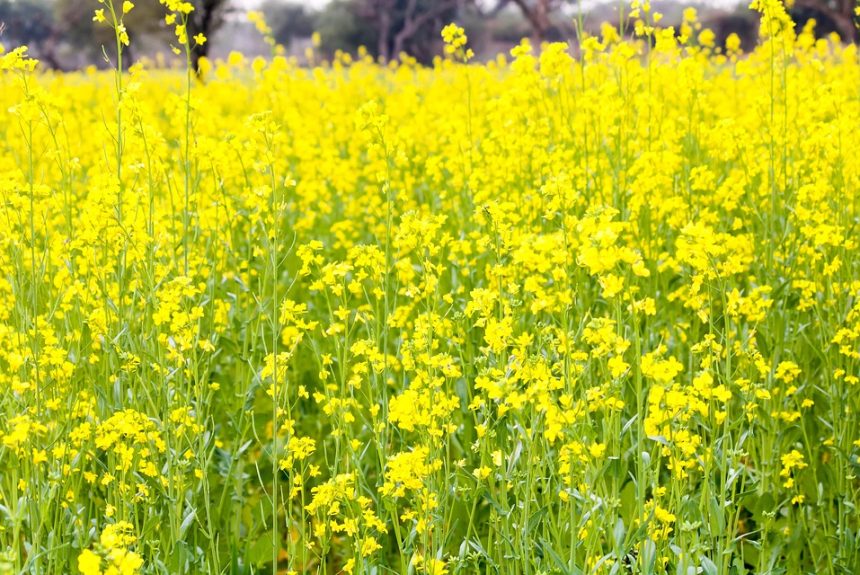 yellow-mustard-4812271_960_720.jpg Capturando la Belleza de los Interiores: Fotografía Profesional en Cabo San Lucas | Fotografía Profesional y Momentos Especiales en Baja California Sur