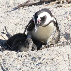 Cabo San Lucas: La Importancia de un Abogado en Procesos Penales | Justicia Penal y Derechos en Baja California Sur