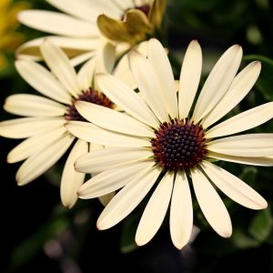 african-daisy-6281460_960_720.jpg Cabo San Lucas: El Poder de la Acción Colectiva en la Comunidad | Liderazgo Ciudadano y Transformación en Baja California Sur