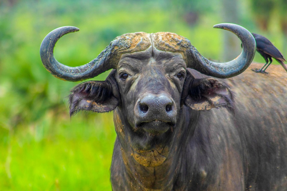 buffalo-6351369_960_720.jpg Cabo San Lucas Seguro: Estrategias Colaborativas para Evitar Delitos Callejeros | Seguridad en Baja California Sur