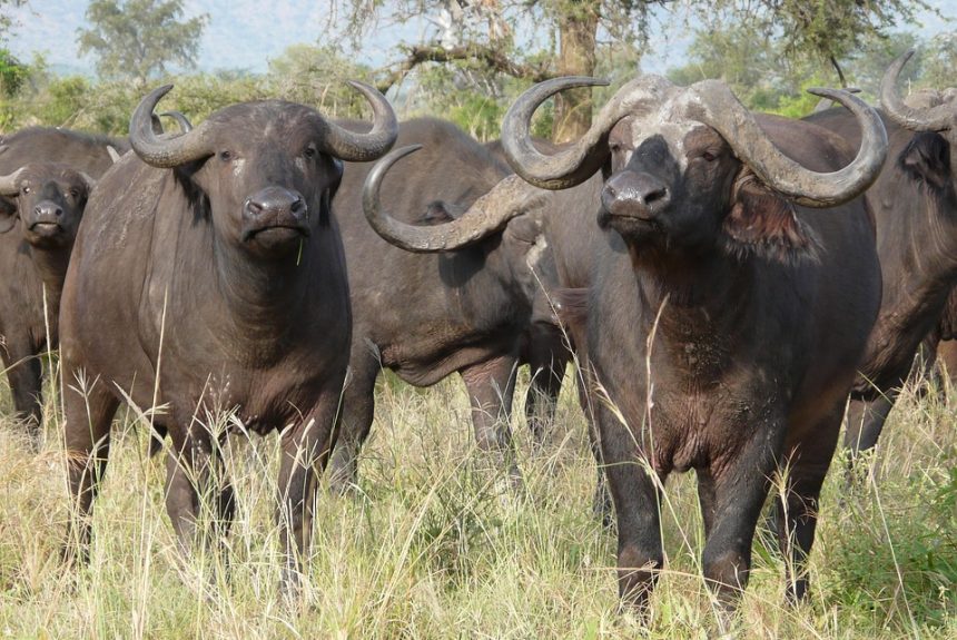 cape-buffalo-2074923_960_720.jpg Cabo San Lucas y la Lucha Contra el Crimen: Analizando Patrones y Previniendo Delitos | Seguridad en Baja California Sur