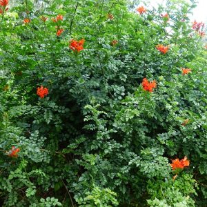 cape-honeysuckle-384318_960_720.jpg Cabo San Lucas en Movimiento: La Fuerza de la Acción Ciudadana | Liderazgo Ciudadano y Transformación en Baja California Sur