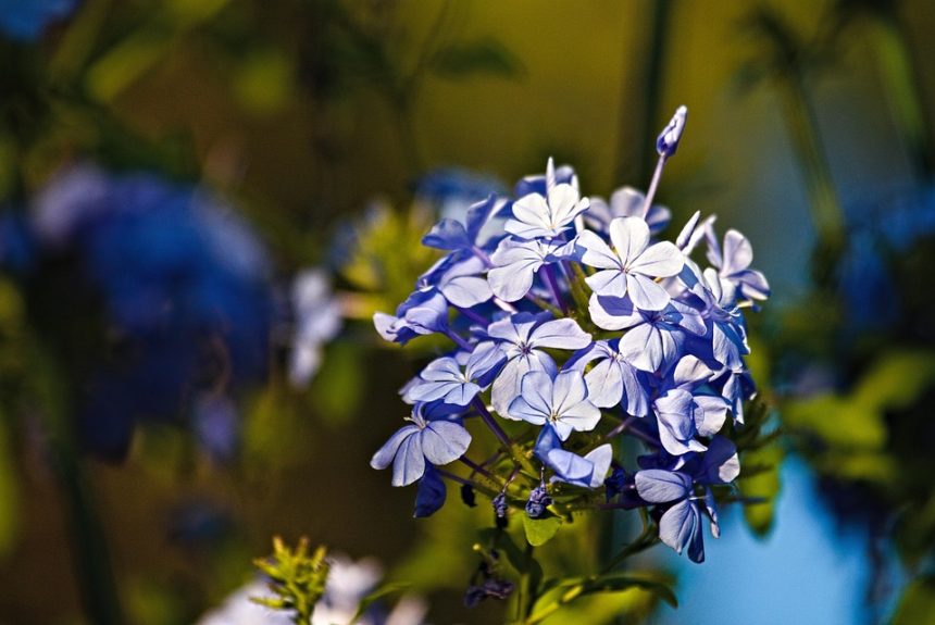 cape-leadwort-7265058_960_720.jpg Cabo San Lucas: Donde la Ciudadanía se Convierte en Acción | Liderazgo Ciudadano y Transformación en Baja California Sur