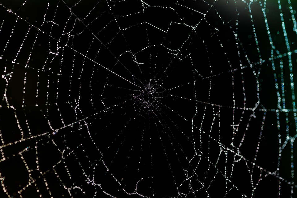 cobweb-5210121_960_720.jpg Casos de Éxito: Implementación de Inteligencia Criminal en la Seguridad Pública de Cabo San Lucas | Seguridad en Baja California Sur