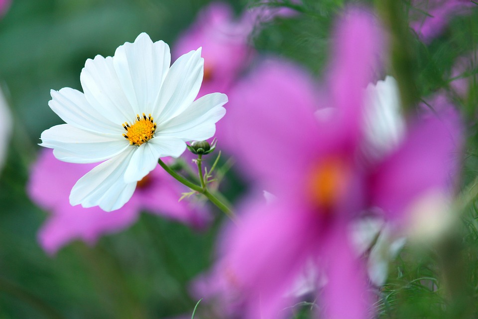 cosmea-5590100_960_720.jpg Conoce las Mejores Prácticas de Seguridad para Protegerte de Asaltos | Seguridad en Baja California Sur