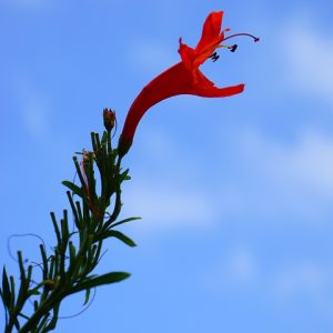 Cabo San Lucas en Imágenes: Fotografía Profesional para Empresas Locales | Fotografía Profesional y Momentos Especiales en Baja California Sur