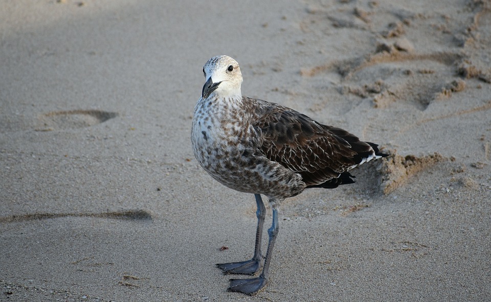 seabird-3397251_960_720.jpg Cabo San Lucas y el Poder de la Acción Colectiva: Historias Inspiradoras | Liderazgo Ciudadano y Transformación en Baja California Sur