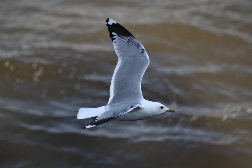 seagull-4152609_960_720.jpg Capturando Cabo: Un Viaje a Través de un Portafolio Diverso de Fotografía | Fotografía Profesional y Momentos Especiales en Baja California Sur