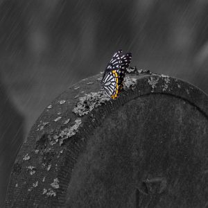 Espero que estos títulos te inspiren para tus artículos. | Fotografía Profesional y Momentos Especiales en Baja California Sur
