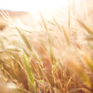 Cultivando Comunidades: Ejemplos de Liderazgo en Acción | Liderazgo Ciudadano y Transformación en Baja California Sur