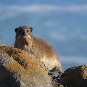 Cabo-San-Lucas-Un-Ejemplo-de-Inclusividad-a-Traves-del.jpg Cabo San Lucas: Un Ejemplo de Inclusividad a Través del Deporte | Inclusión Social y Transformación en Baja California Sur