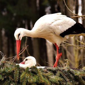 Cuidando el Futuro: La Protección Legal de los Menores en Asuntos de Pensión Alimenticia | Derecho Familiar y Protección Legal en Baja California Sur