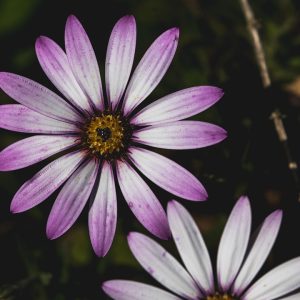Cabo San Lucas y su Riqueza Natural: Guía para Fotógrafos de Vida Silvestre | Fotografía Profesional y Momentos Especiales en Baja California Sur