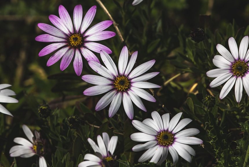 african-daisy-6260544_960_720.jpg Cabo San Lucas: Semilla de Cambio a Través del Liderazgo Visionario | Liderazgo Ciudadano y Transformación en Baja California Sur