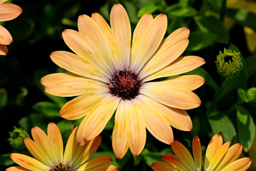african-daisy-6281462_960_720.jpg Cabo San Lucas y el Activismo: Historias de Impacto y Esperanza | Liderazgo Ciudadano y Transformación en Baja California Sur