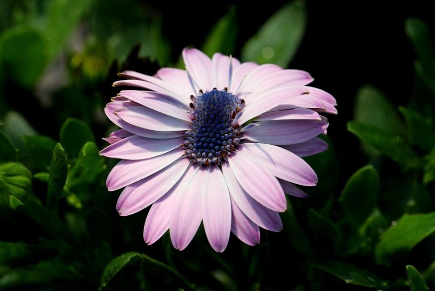 african-daisy-6281469_960_720.jpg Cabo San Lucas a Través de Mi Lente: Una Mirada a un Portafolio Diverso | Fotografía Profesional y Momentos Especiales en Baja California Sur