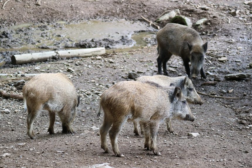 boar-2661637_960_720.jpg De Novato a Profesional: Cómo Dominar la Fotografía en Cabo San Lucas | Fotografía Profesional y Momentos Especiales en Baja California Sur