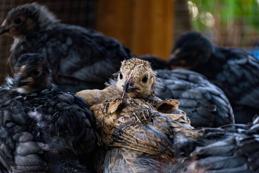 chicken-7648010_960_720.jpg Líderes en acción: Historias de cambio en Cabo San Lucas | Liderazgo Ciudadano y Transformación en Baja California Sur