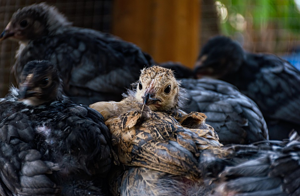 chicken-7648010_960_720.jpg Líderes en acción: Historias de cambio en Cabo San Lucas | Liderazgo Ciudadano y Transformación en Baja California Sur