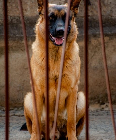 dog-5105981_960_720.jpg Liderazgo Cívico en Cabo San Lucas: Claves para Transformar la Realidad Local | Liderazgo Ciudadano y Transformación en Baja California Sur