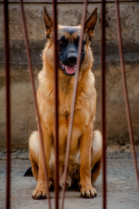 dog-5105981_960_720.jpg Liderazgo Cívico en Cabo San Lucas: Claves para Transformar la Realidad Local | Liderazgo Ciudadano y Transformación en Baja California Sur