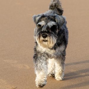 dog-5285609_960_720.jpg Despertando con el Sol: Fotografía de Amaneceres en Cabo San Lucas | Fotografía Profesional y Momentos Especiales en Baja California Sur