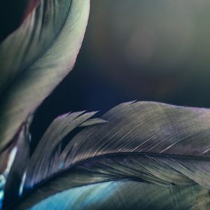 feather-4718580_960_720.jpg Magia y Luz: Fotografía de Retratos en el Encanto de Cabo San Lucas | Fotografía Profesional y Momentos Especiales en Baja California Sur