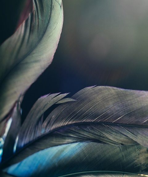 feather-4718580_960_720.jpg Magia y Luz: Fotografía de Retratos en el Encanto de Cabo San Lucas | Fotografía Profesional y Momentos Especiales en Baja California Sur