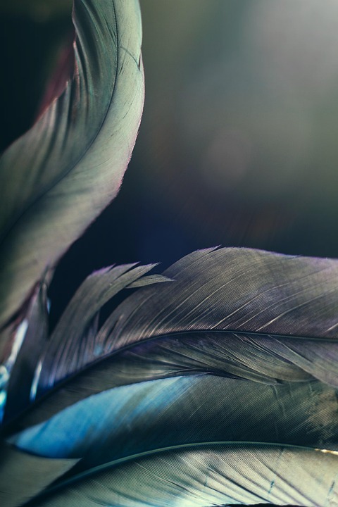 feather-4718580_960_720.jpg Magia y Luz: Fotografía de Retratos en el Encanto de Cabo San Lucas | Fotografía Profesional y Momentos Especiales en Baja California Sur
