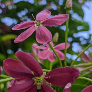 flores-5089214_960_720.jpg Naturaleza y Luz: La Fotografía de Paisajes en Cabo San Lucas | Fotografía Profesional y Momentos Especiales en Baja California Sur