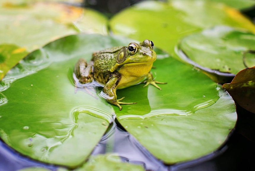 frog-2525994_960_720.jpg Fotografía de Bodas en Cabo San Lucas: Un Enfoque Profesional para tu Gran Día | Fotografía Profesional y Momentos Especiales en Baja California Sur