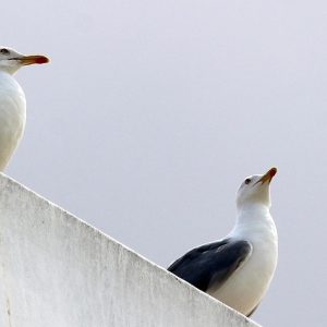 gaviota-patiamarilla-6702881_960_720.jpg De la Playa a los Acantilados: Un Recorrido Fotográfico por Cabo San Lucas | Fotografía Profesional y Momentos Especiales en Baja California Sur